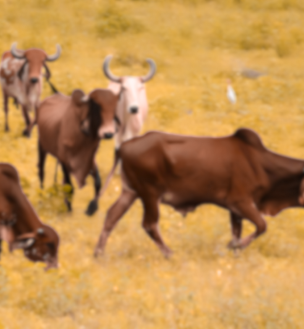 Untitled design (62)